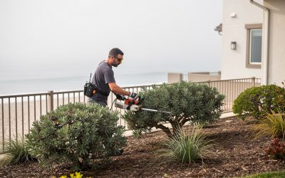 Cardiff-by-the-Sea Landscaping Services | Encinitas Coastal Property Care